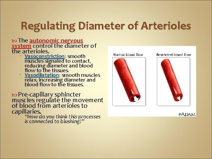 Regulating Diameter of Arterioles The autonomic nervous system control the diameter of the arterioles.