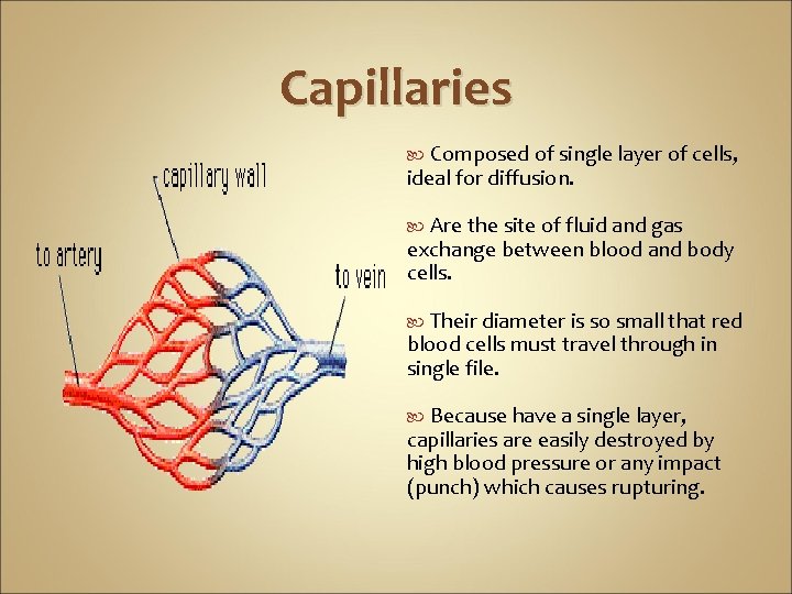 Capillaries Composed of single layer of cells, ideal for diffusion. Are the site of