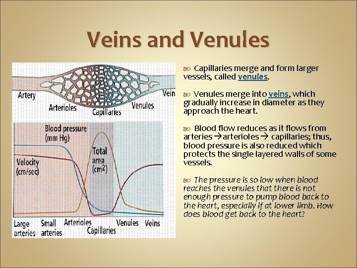 Veins and Venules Capillaries merge and form larger vessels, called venules. Venules merge into
