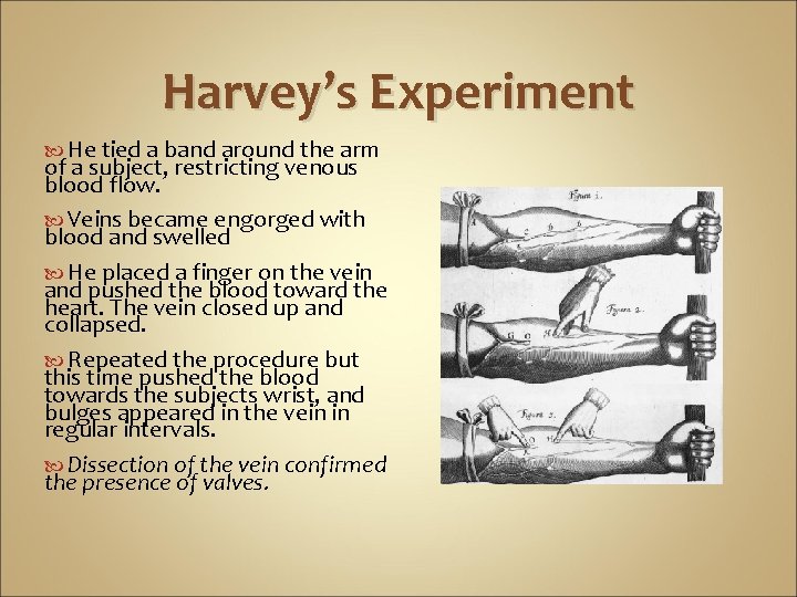 Harvey’s Experiment He tied a band around the arm of a subject, restricting venous