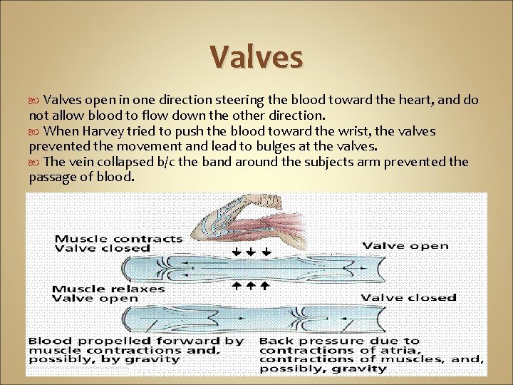 Valves open in one direction steering the blood toward the heart, and do not