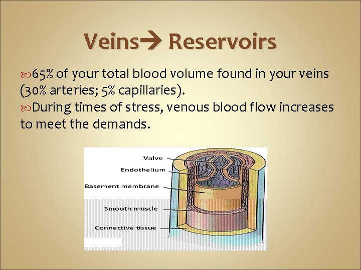 Veins Reservoirs 65% of your total blood volume found in your veins (30% arteries;