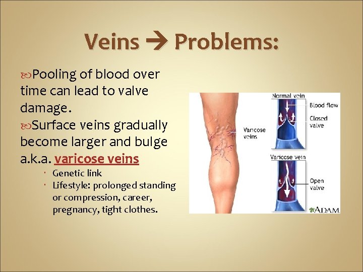 Veins Problems: Pooling of blood over time can lead to valve damage. Surface veins