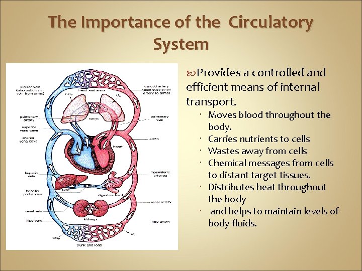 The Importance of the Circulatory System Provides a controlled and efficient means of internal