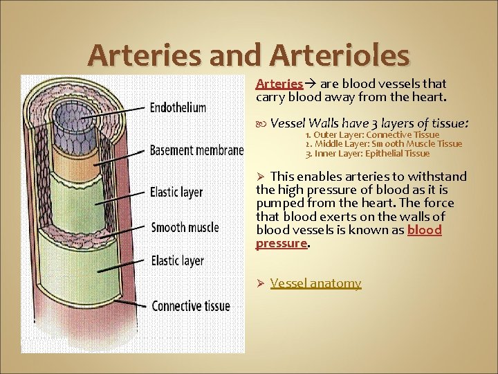 Arteries and Arterioles Arteries are blood vessels that carry blood away from the heart.