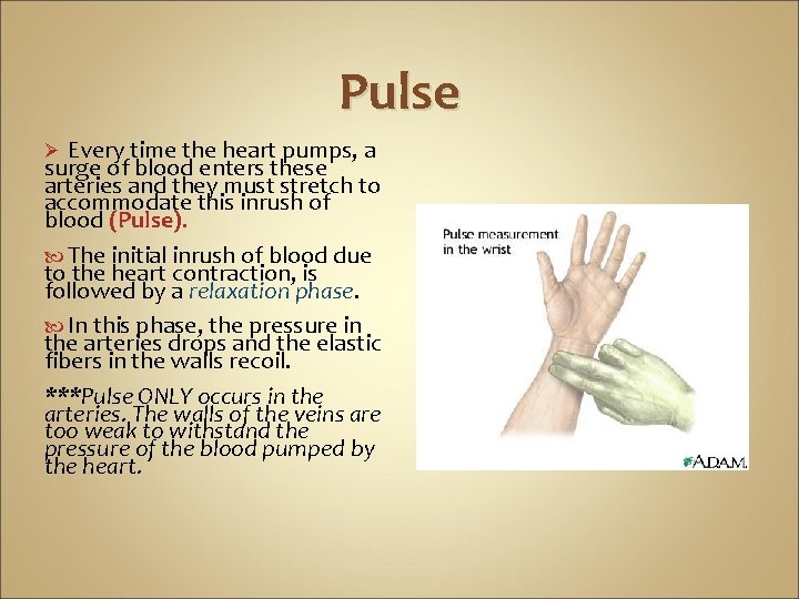 Pulse Every time the heart pumps, a surge of blood enters these arteries and