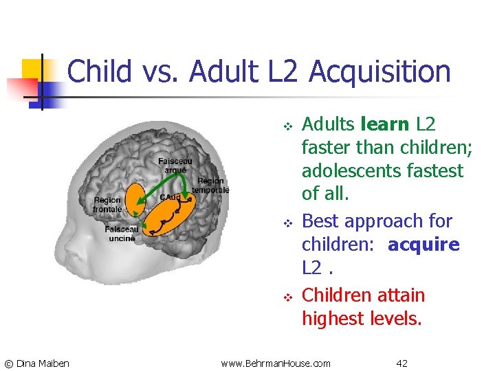 Child vs. Adult L 2 Acquisition v v v © Dina Maiben Adults learn