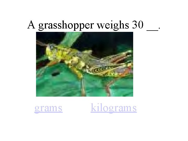 A grasshopper weighs 30 __. grams kilograms 