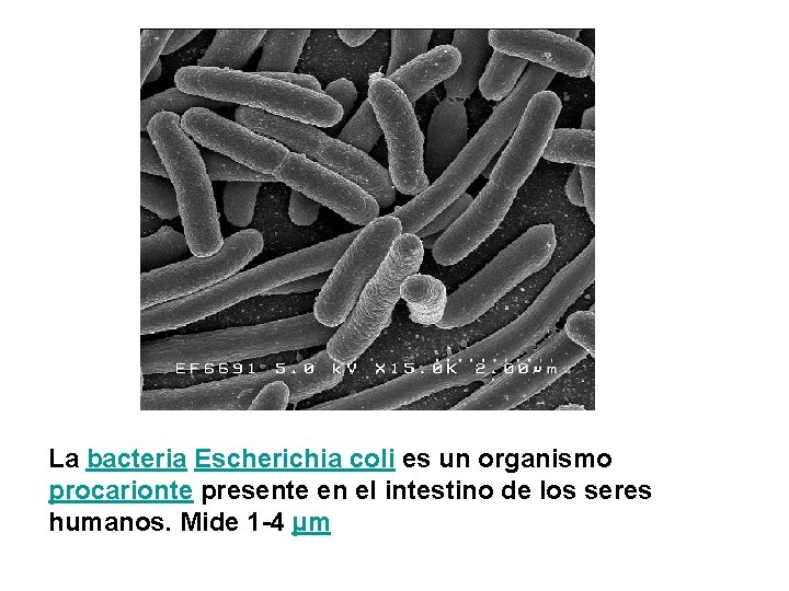 La bacteria Escherichia coli es un organismo procarionte presente en el intestino de los