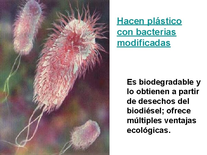 Hacen plástico con bacterias modificadas Es biodegradable y lo obtienen a partir de desechos