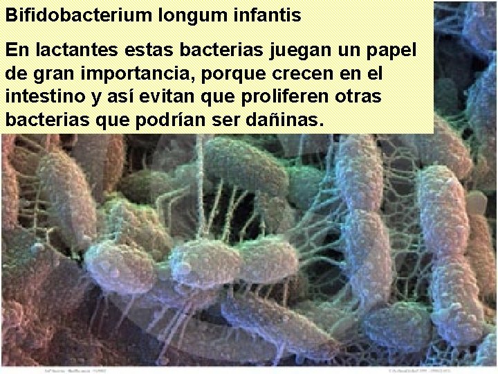 Bifidobacterium longum infantis En lactantes estas bacterias juegan un papel de gran importancia, porque