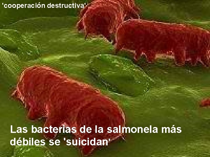 'cooperación destructiva' Las bacterias de la salmonela más débiles se 'suicidan' 