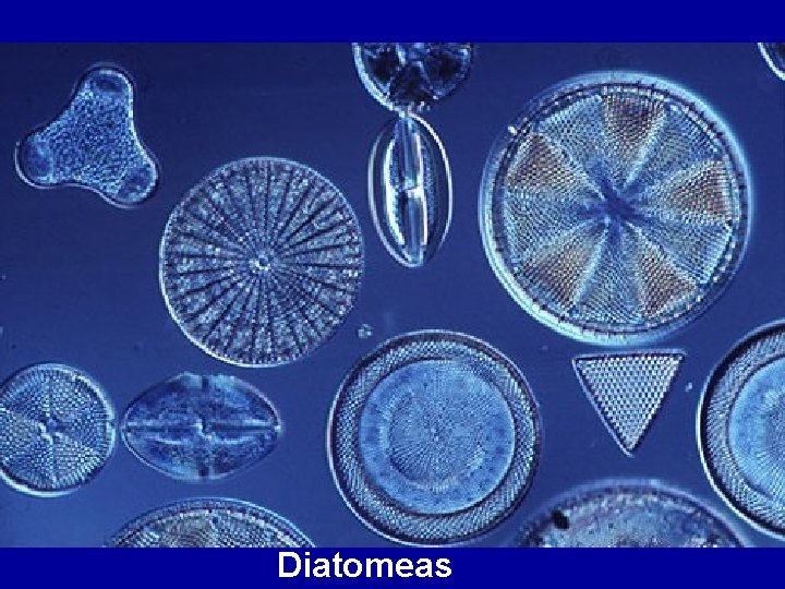 Diatomeas 