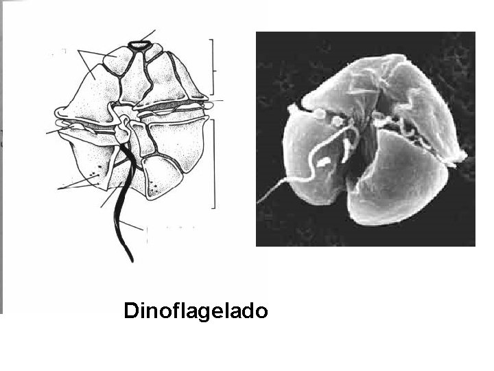 Dinoflagelado 