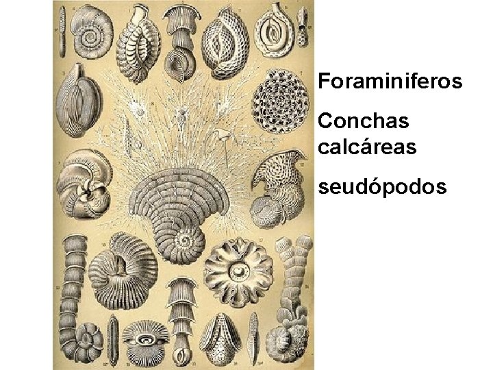 Foraminiferos Conchas calcáreas seudópodos 