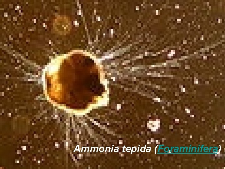 Ammonia tepida (Foraminifera) 