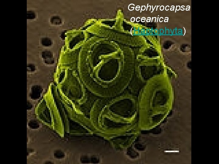 Gephyrocapsa oceanica (Haptophyta) 