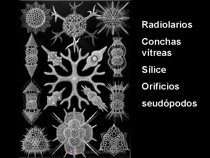 Radiolarios Conchas vítreas Sílice Orificios seudópodos 