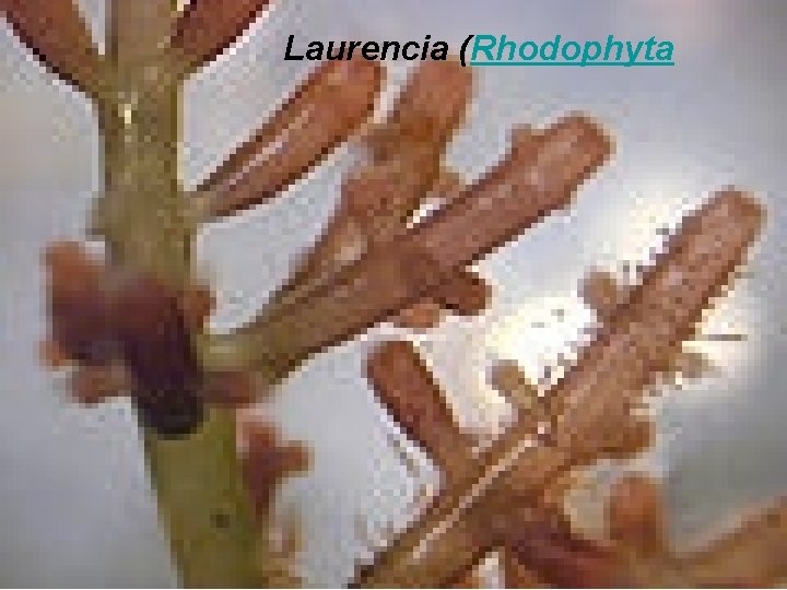 Laurencia (Rhodophyta 