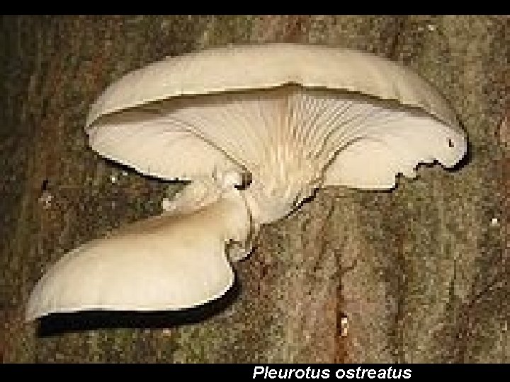 Pleurotus ostreatus 