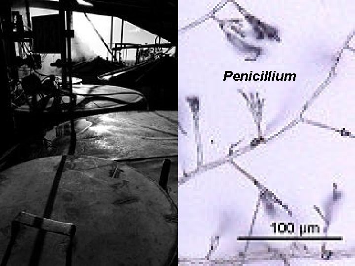 Penicillium 