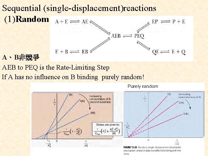 Sequential (single-displacement)reactions (1)Random A、B非競爭 AEB to PEQ is the Rate-Limiting Step If A has