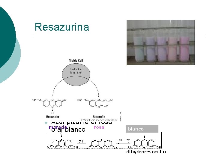 Resazurina l Azul pizarra al rosa morada o al blanco rosa blanco dihydroresorufin 