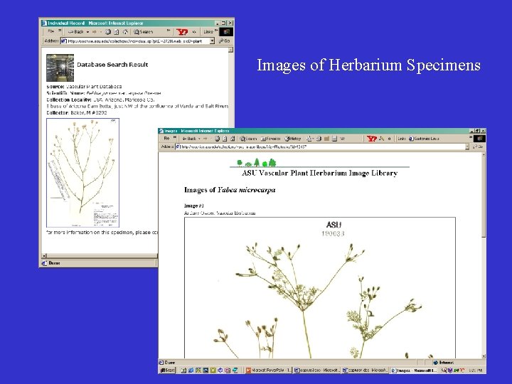 Images of Herbarium Specimens 