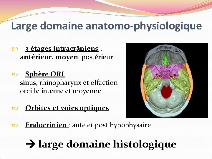 Large domaine anatomo-physiologique 3 étages intracrâniens : antérieur, moyen, postérieur Sphère ORL : sinus,