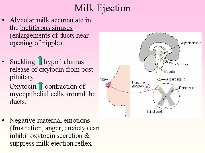 Milk Ejection • Alveolar milk accumulate in the lactiferous sinuses (enlargements of ducts near