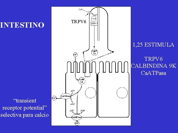 INTESTINO TRPV 6 1, 25 ESTIMULA TRPV 6 CALBINDINA 9 K Ca. ATPasa “transient