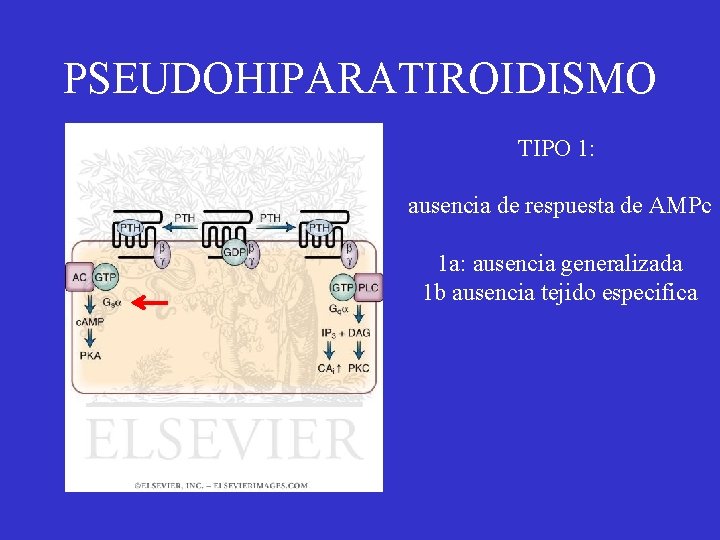 PSEUDOHIPARATIROIDISMO TIPO 1: ausencia de respuesta de AMPc 1 a: ausencia generalizada 1 b