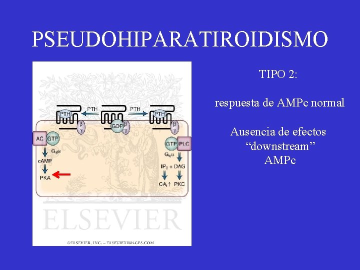 PSEUDOHIPARATIROIDISMO TIPO 2: respuesta de AMPc normal Ausencia de efectos “downstream” AMPc 