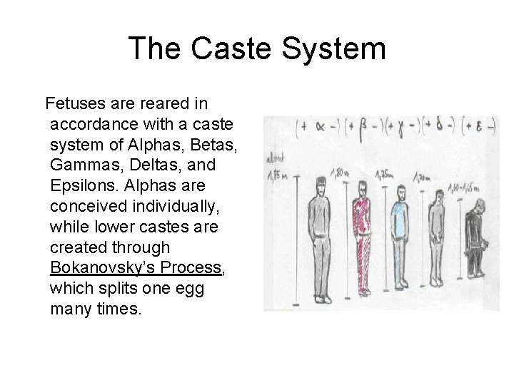 The Caste System Fetuses are reared in accordance with a caste system of Alphas,