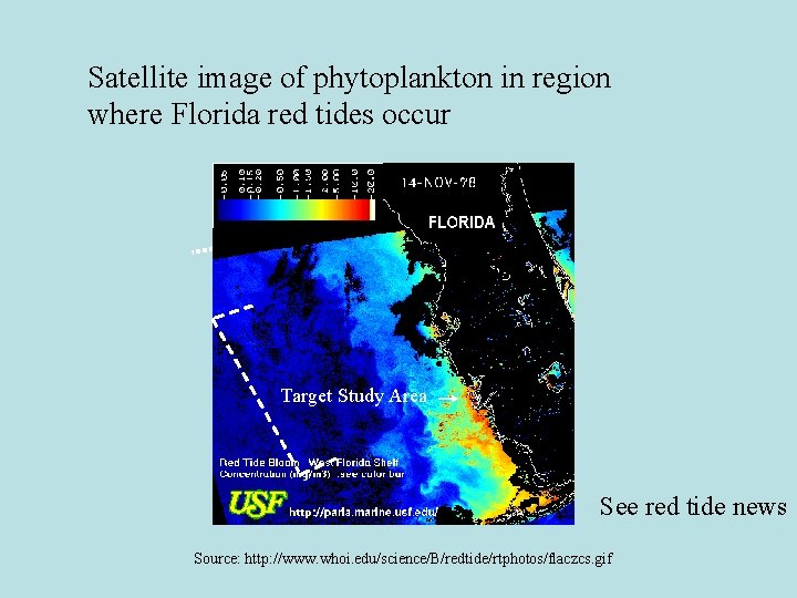 Satellite image of phytoplankton in region where Florida red tides occur Target Study Area