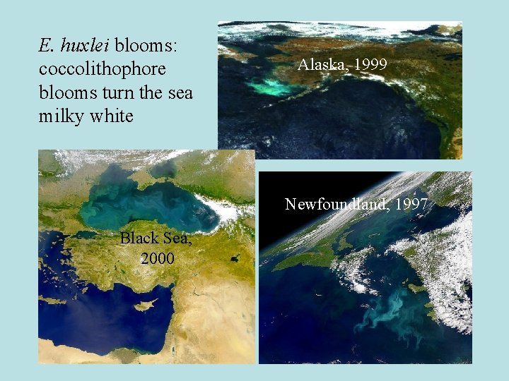 E. huxlei blooms: coccolithophore blooms turn the sea milky white Alaska, 1999 Newfoundland, 1997