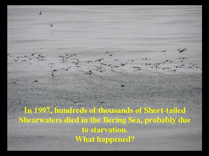 In 1997, hundreds of thousands of Short-tailed Shearwaters died in the Bering Sea, probably
