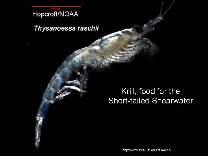 Krill, food for the Short-tailed Shearwater 