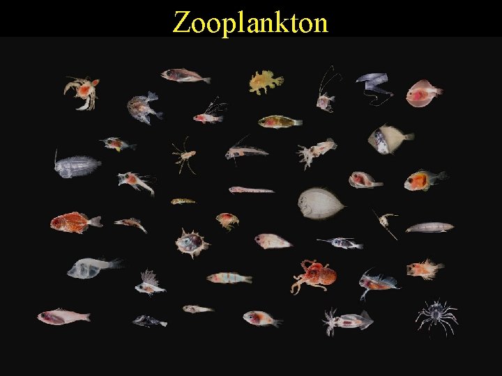 Zooplankton 