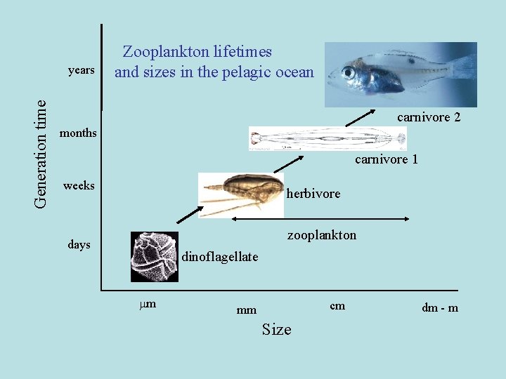 Generation time years Zooplankton lifetimes and sizes in the pelagic ocean carnivore 2 months