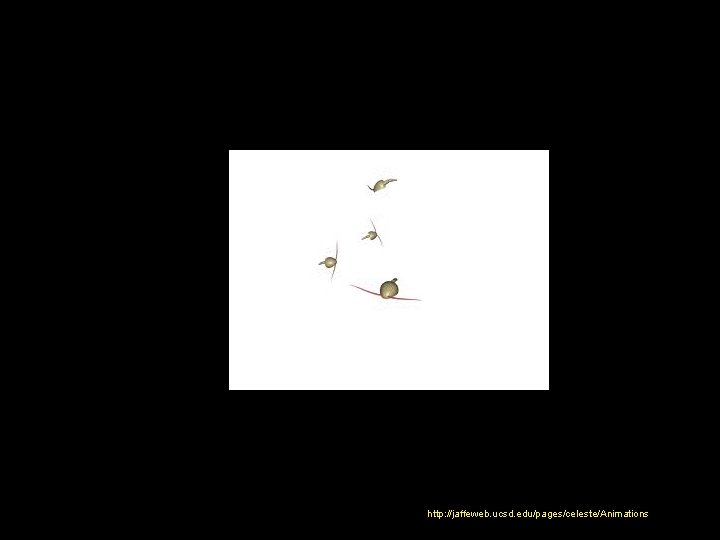 http: //jaffeweb. ucsd. edu/pages/celeste/Animations/ 