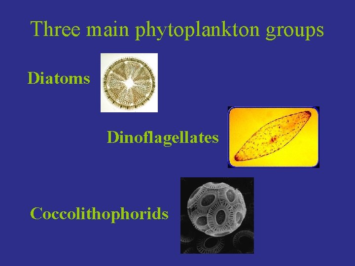 Three main phytoplankton groups Diatoms Dinoflagellates Coccolithophorids 