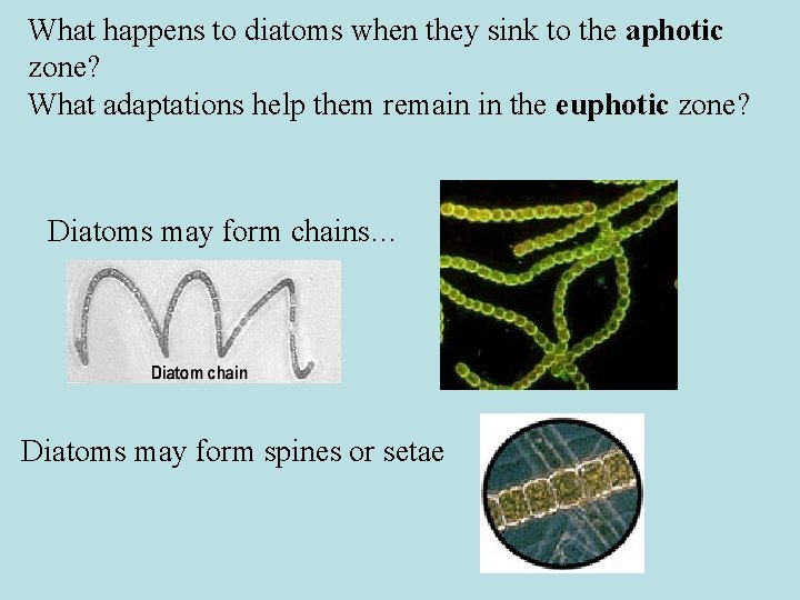 What happens to diatoms when they sink to the aphotic zone? What adaptations help