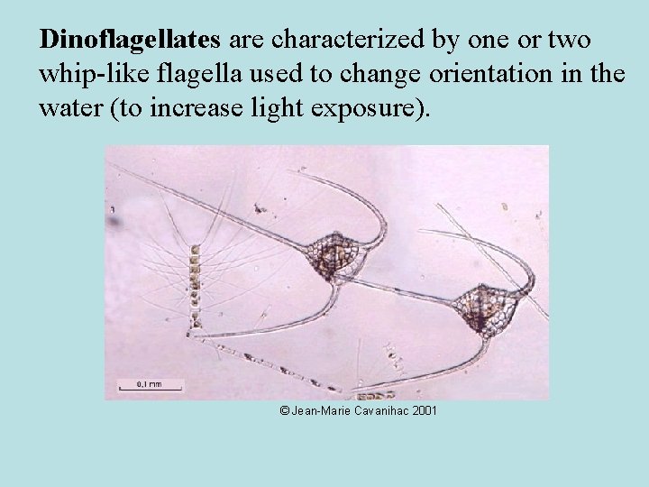 Dinoflagellates are characterized by one or two whip-like flagella used to change orientation in