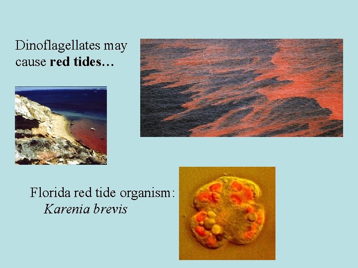 Dinoflagellates may cause red tides… Florida red tide organism: Karenia brevis 
