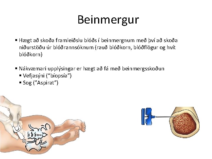 Beinmergur § Hægt að skoða framleiðslu blóðs í beinmergnum með því að skoða niðurstöðu