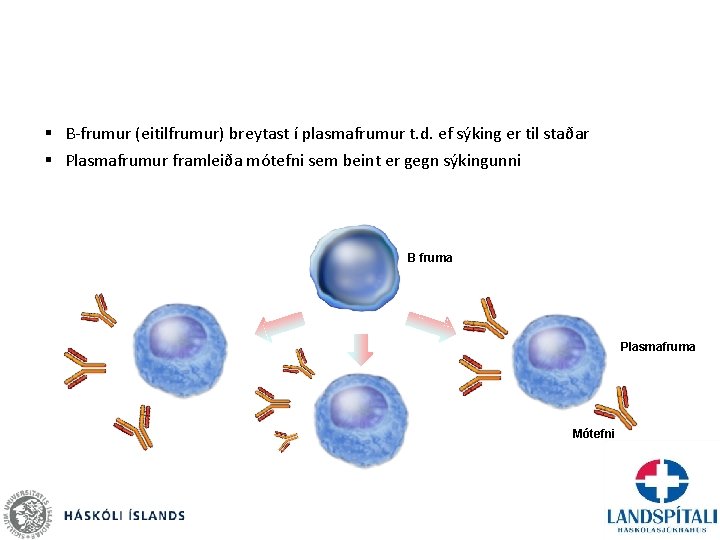 § B-frumur (eitilfrumur) breytast í plasmafrumur t. d. ef sýking er til staðar §