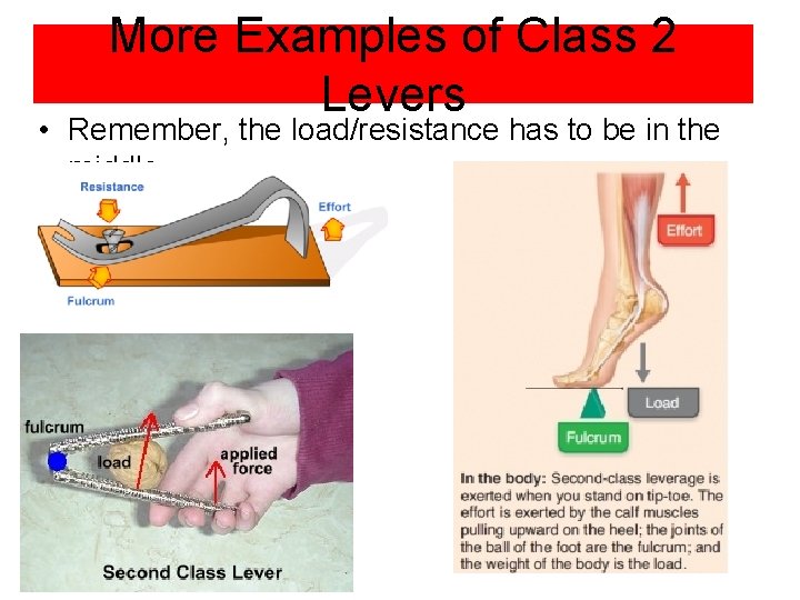 More Examples of Class 2 Levers • Remember, the load/resistance has to be in