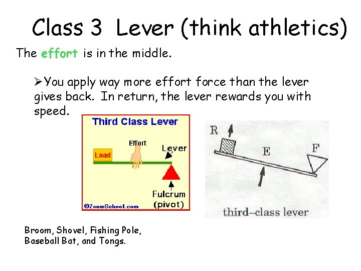 Class 3 Lever (think athletics) The effort is in the middle. ØYou apply way