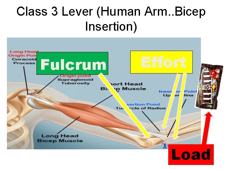 Class 3 Lever (Human Arm. . Bicep Insertion) Fulcrum Effort Load 